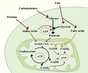 Metabolism_scheme BODY CONTOURING: METABOLISM scheme