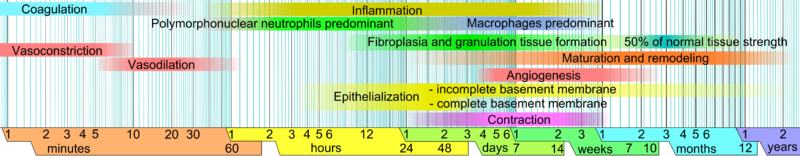 Wound healing phases Wound-healing-phases